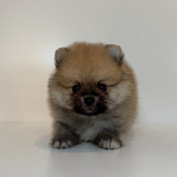ポメラニアン【山口県・男の子・2025年7月17日・オレンジセーブル】の写真「ふわふわ可愛い男の子♡当社管理番号：82401」