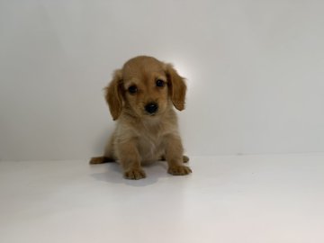 ミニチュアダックスフンド(ロング)【山口県・女の子・2025年8月30日・ゴールド】の写真「キュートフェイス女の子♡当社管理番号:101603」