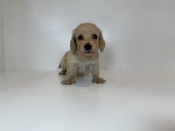 ミニチュアダックスフンド(ロング)【山口県・男の子・2025年10月15日・イエロー】の写真「パッチリおめめの男の子♡当社管理番号：111901」