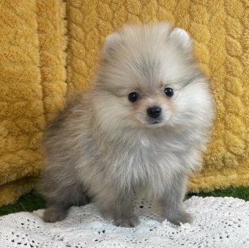 ポメラニアン【山口県・男の子・2025年1月9日・ウルフセーブル】の写真「綺麗系のイケメンくん♡当社管理番号：31305」
