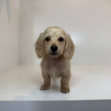 ミニチュアダックスフンド(ロング)【山口県・女の子・2025年9月26日・イエロー】の写真「とってもキュートな女の♡当社管理番号：112402」