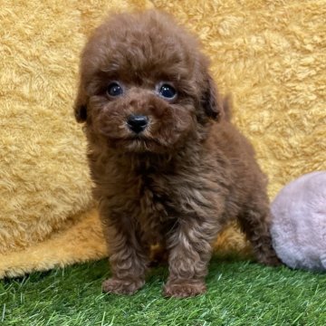 トイプードル(タイニー)【山口県・男の子・2024年12月19日・レッド】の写真「やんちゃボーイ♡当社管理番号：12302」
