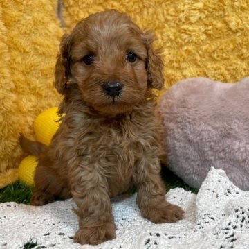 ダップー(トイプードル×ダックスフンド)【山口県・男の子・2025年1月28日・レッド】の写真「やんちゃボーイ♡当社管理番号：30203」