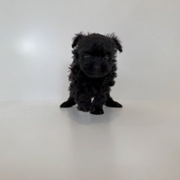 ポメプー(ポメラニアン×トイプードル)【山口県・男の子・2025年10月30日・ブラック】の写真「とってもキュートな男♡当社管理番号：121004」