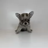 チワワ(ロング)【山口県・男の子・2025年10月22日・フォーン】の写真1