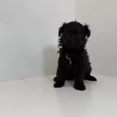 ポメプー(ポメラニアン×トイプードル)【山口県・女の子・2025年10月30日・ブラック】の写真1