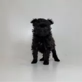 ポメプー(ポメラニアン×トイプードル)【山口県・女の子・2025年10月30日・ブラック】の写真1