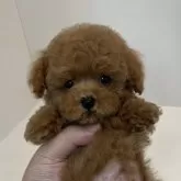 ティーカッププードル