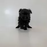 ポメプー(ポメラニアン×トイプードル)【山口県・男の子・2025年10月30日・ブラック】の写真1