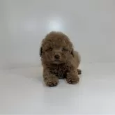 ティーカッププードル【山口県・女の子・2025年10月4日・レッド】の写真1