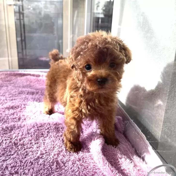 M.H 様のお迎えした子犬