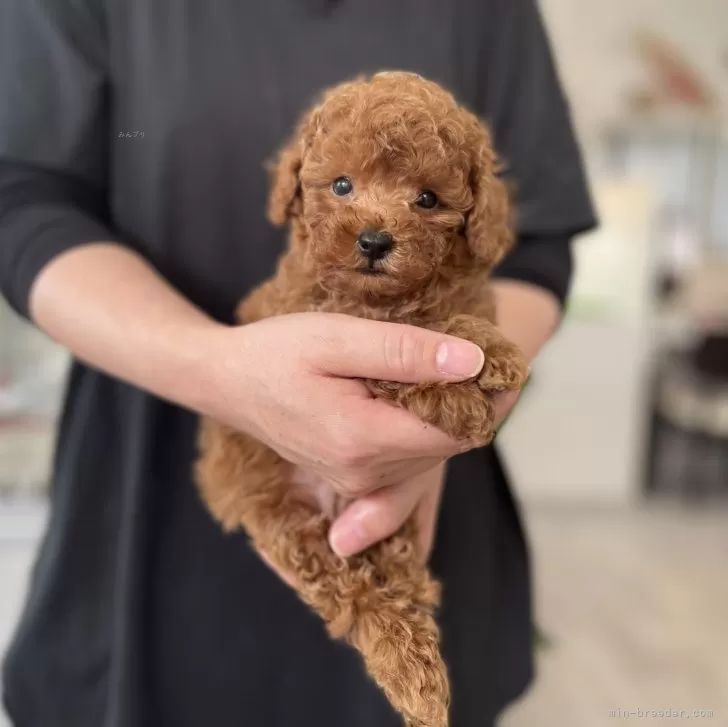 ID:2407-06967の子犬