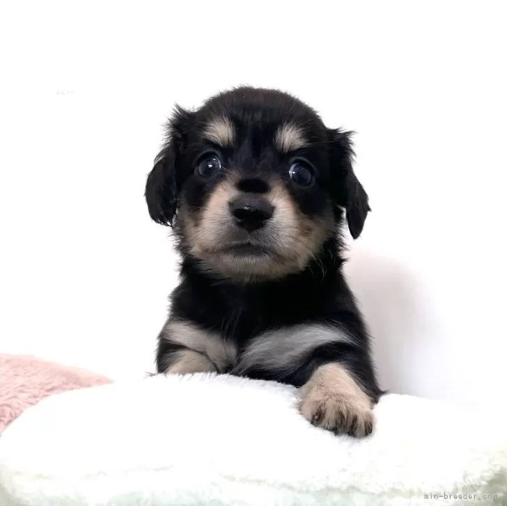 ID：2409-04927の子犬