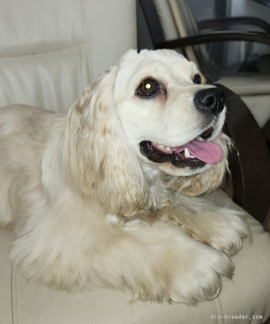 アメリカンコッカースパニエル｜中嶋　孝明(なかじま　たかあき)ブリーダー(滋賀県・トイプードルなど・JKC登録)の紹介写真9