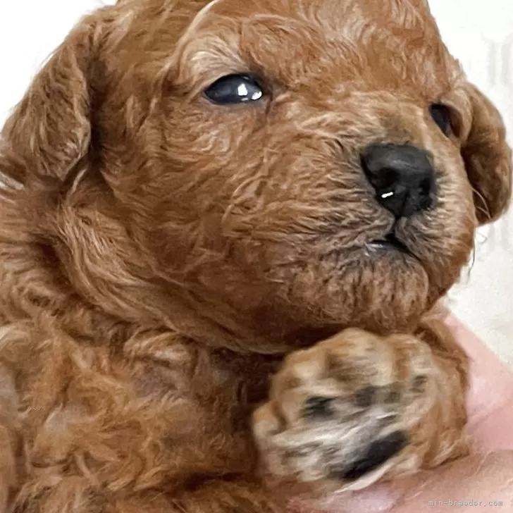 ID:2505-00166の子犬