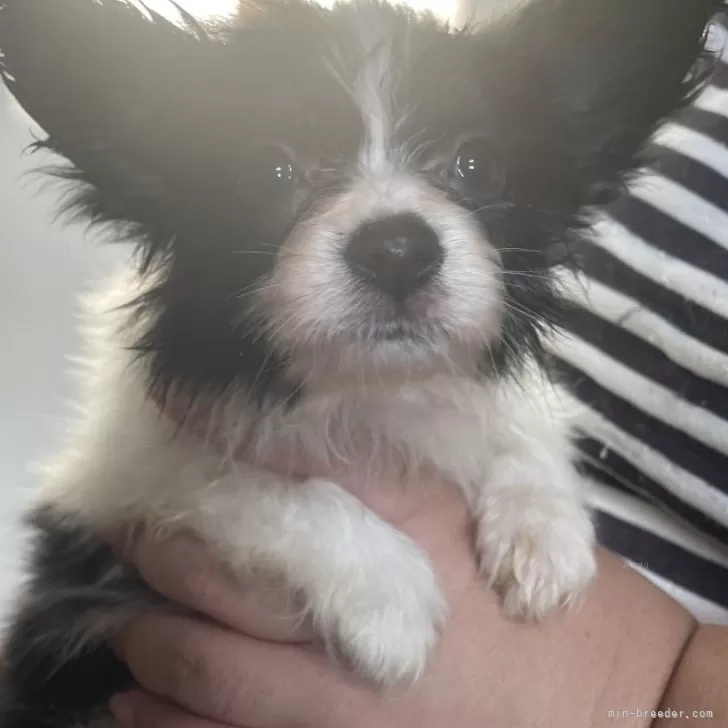 ID：2410-04856の子犬