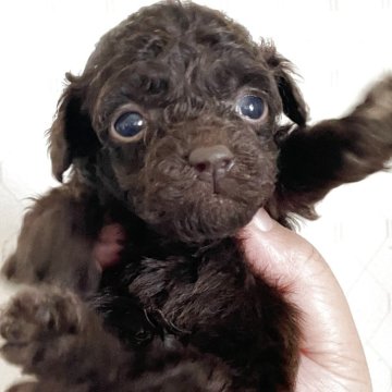 トイプードル(ティーカップ)【滋賀県・男の子・2025年4月5日・ブラウン】の写真「6月4日までの販売です☺」