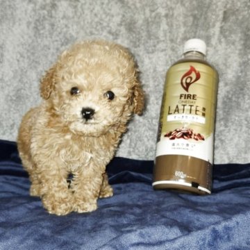 ティーカッププードル【滋賀県・男の子・2025年10月26日・アプリコット】の写真「卸値価格でお求め戴けます。」