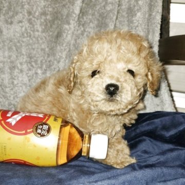 ティーカッププードル【滋賀県・男の子・2025年10月26日・アプリコット】の写真「卸値価格でお求め戴けます。」