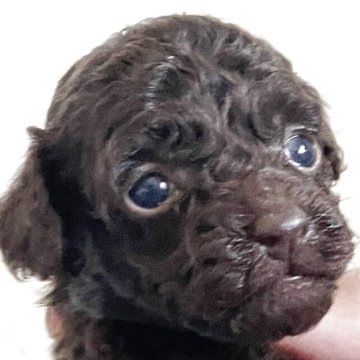 トイプードル(ティーカップ)【滋賀県・男の子・2025年4月5日・ブラウン】の写真「ティーカップ☺6月4日までの販売です」