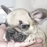 フレンチブルドッグ