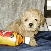 ティーカッププードル