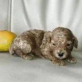 トイプードル(トイ)