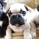 フレンチブルドッグ