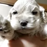 アメリカンコッカースパニエル