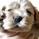 アメリカンコッカースパニエル