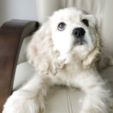 アメリカンコッカースパニエル