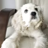 アメリカンコッカースパニエル