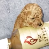 トイプードル(トイ)