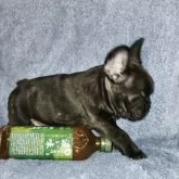 フレンチブルドッグ【滋賀県・男の子・2025年9月6日・ブリンドル】の写真4