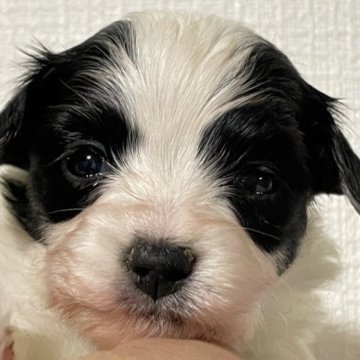 パピヨン【滋賀県・女の子・2023年9月18日・ブラック&ホワイト】の写真「優良血統」