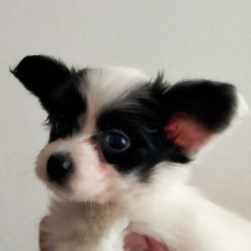 パピヨン【滋賀県・女の子・2024年5月6日・ホワイト&ブラック】の写真「健康診断終わりました。」