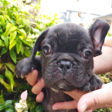 フレンチブルドッグ【滋賀県・男の子・2024年6月26日・ブリンドル】の写真「片耳が立ちました！」