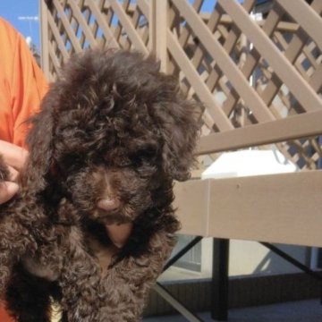 トイプードル(トイ)【滋賀県・女の子・2023年6月25日・ブラウン】の写真「すべてコミコミ価格で表示してます。」
