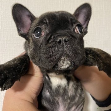 フレンチブルドッグ【滋賀県・男の子・2023年10月13日・タイガーブリンドル】の写真「コミコミ価格です♡」