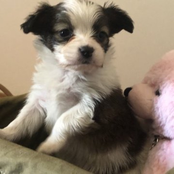 パピヨン【滋賀県・女の子・2023年1月9日・ホワイト&ブラウン】の写真「春のキャンペーン☆姉妹犬と仲良く暮らしてます♪」