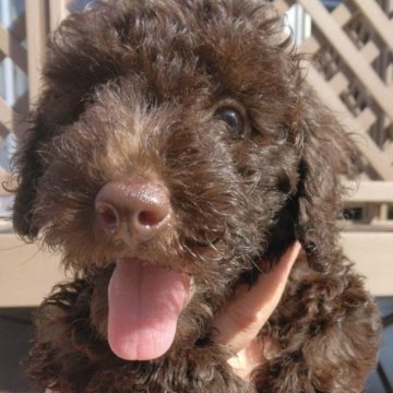 トイプードル(トイ)【滋賀県・男の子・2023年6月25日・ブラウン】の写真「すべてコミコミ価格です。」