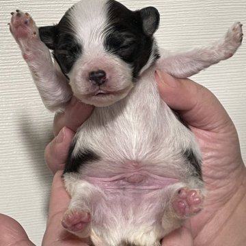 パピヨン【滋賀県・男の子・2024年2月17日・ホワイト&ブラウン】の写真「お乳を沢山のみ元気です♪」