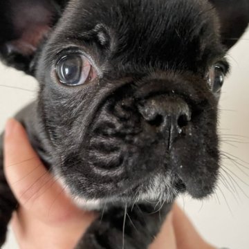 フレンチブルドッグ【滋賀県・男の子・2023年10月13日・ブリンドル】の写真「クリスマスセール♡」