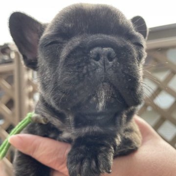 フレンチブルドッグ【滋賀県・男の子・2023年10月13日・タイガーブリンドル】の写真「コミコミ価格です♡」