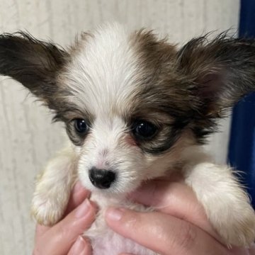 パピヨン【滋賀県・女の子・2023年1月9日・ホワイト&ブラウン】の写真「春のキャンペーン☆３月だけの期間限定⭐︎」