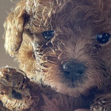 トイプードル(トイ)【滋賀県・男の子・2023年9月13日・レッド】の写真「秋のキャンペーン開催♡」