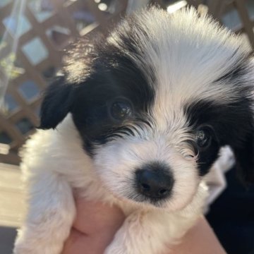 パピヨン【滋賀県・女の子・2023年9月18日・ホワイト&ブラック】の写真「秋のキャンペーン」