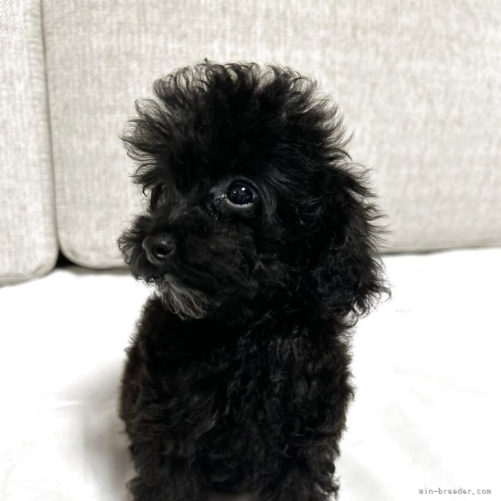 ブリーダー画像