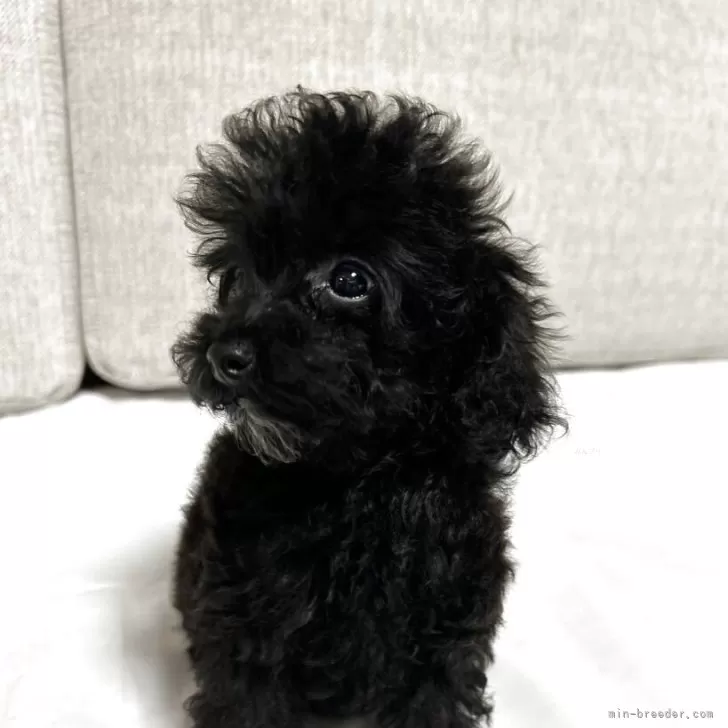 ティーカッププードル【沖縄県・女の子・2025年7月10日・ブラック&amp;ホワイト】の写真1「斜め横のお顔が可愛い😍」