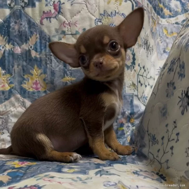 ID：2502-07085の子犬